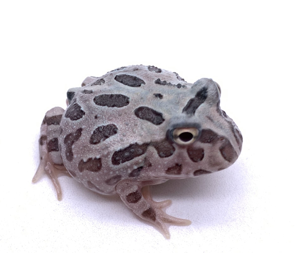 Phantom Pacman Frog 